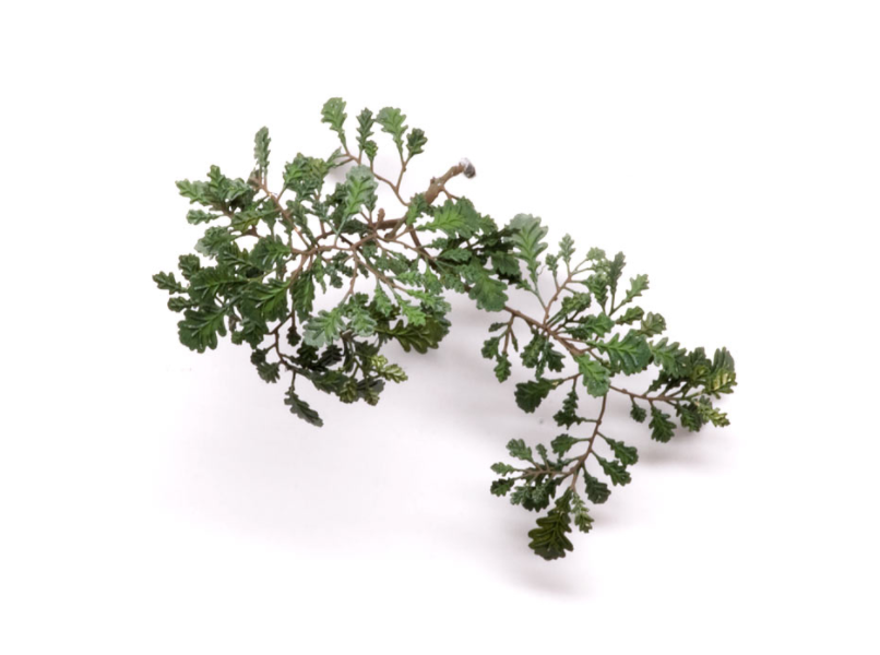 S-114 Дуб обыкновенный, размер М