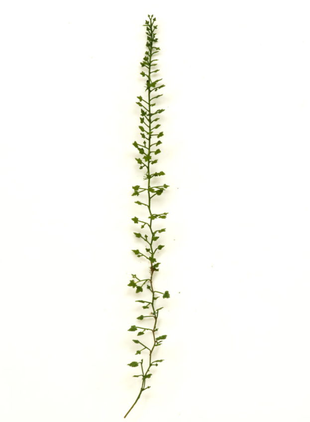 S-112 Плющ обыкновенный, размер М